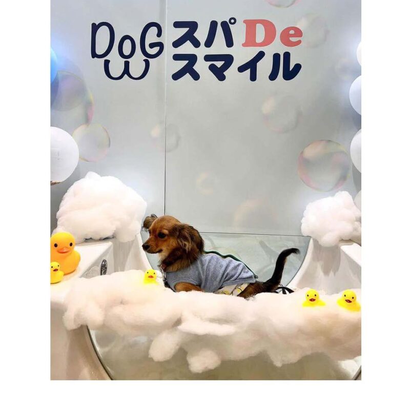 dogspadesmile イベントリポーとゲストスナップ ペット博 2023